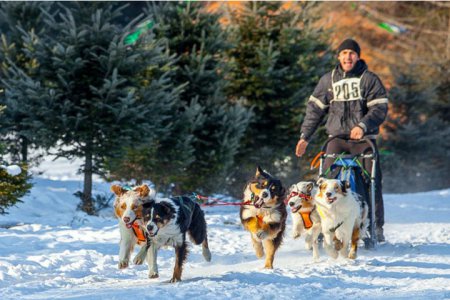Во Владивостоке пройдут «Веселые старты ездовых собак»