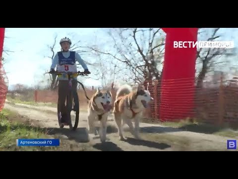 В Приморье определили самых быстрых собак Дальнего Востока