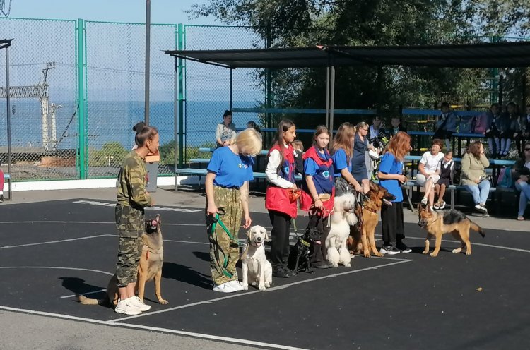Социальные проекты реализует краевая федерация спортивно-прикладного собаководства